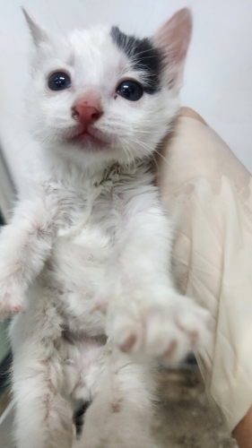 [고양이] 한국 고양이 제주-제주-2025-01271 유기동물 배경 이미지 입니다.