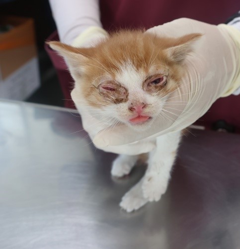 [고양이] 한국 고양이 제주-제주-2025-01267 유기동물 배경 이미지 입니다.