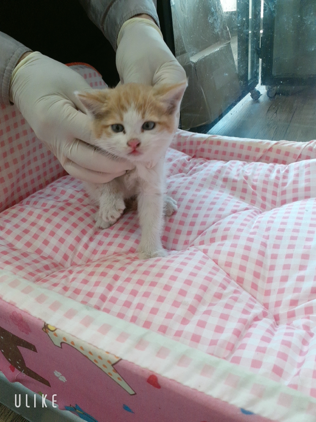 [고양이] 한국 고양이 경기-오산-2025-00101 유기동물 배경 이미지 입니다.