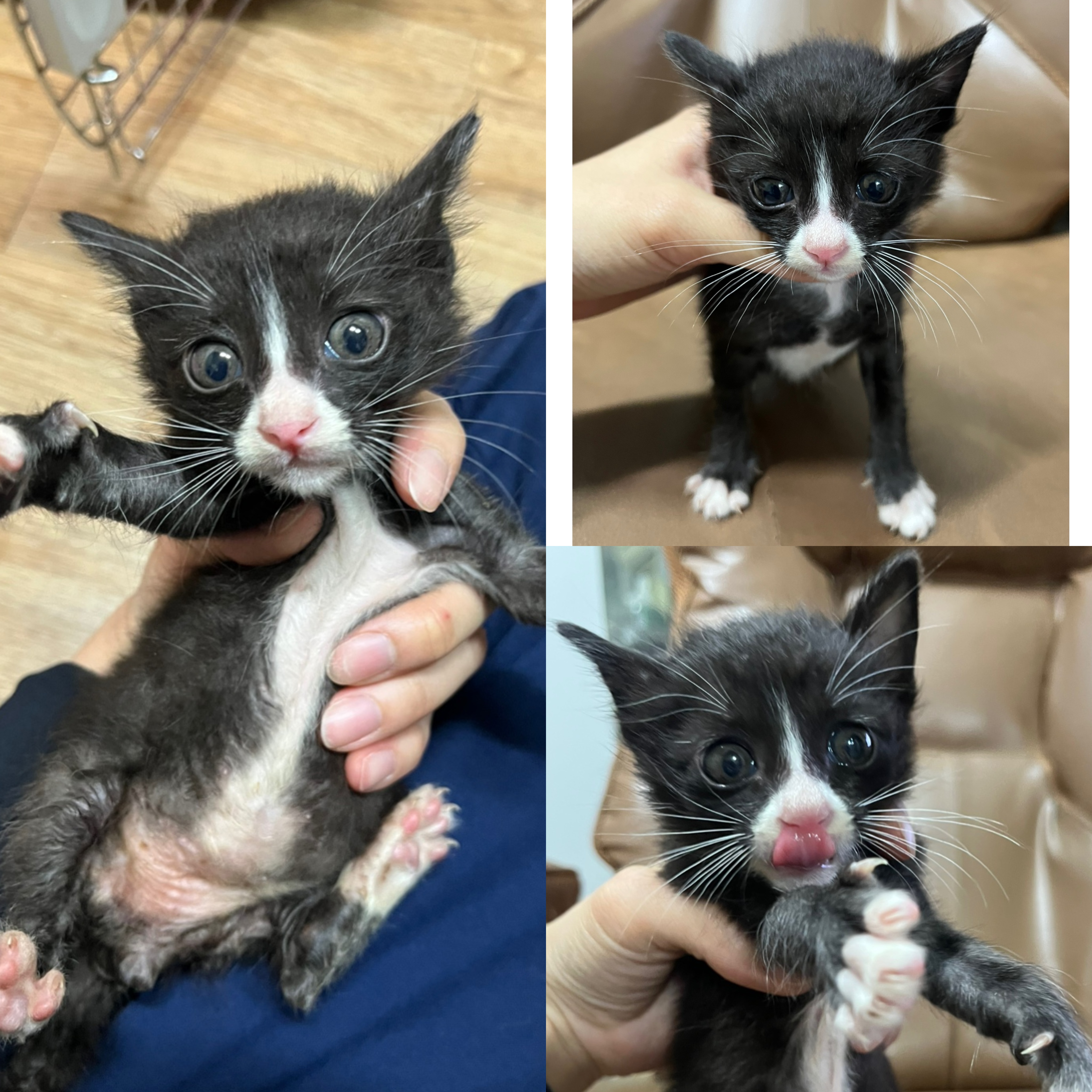[고양이] 한국 고양이 경북-경주-2025-00491 유기동물 배경 이미지 입니다.