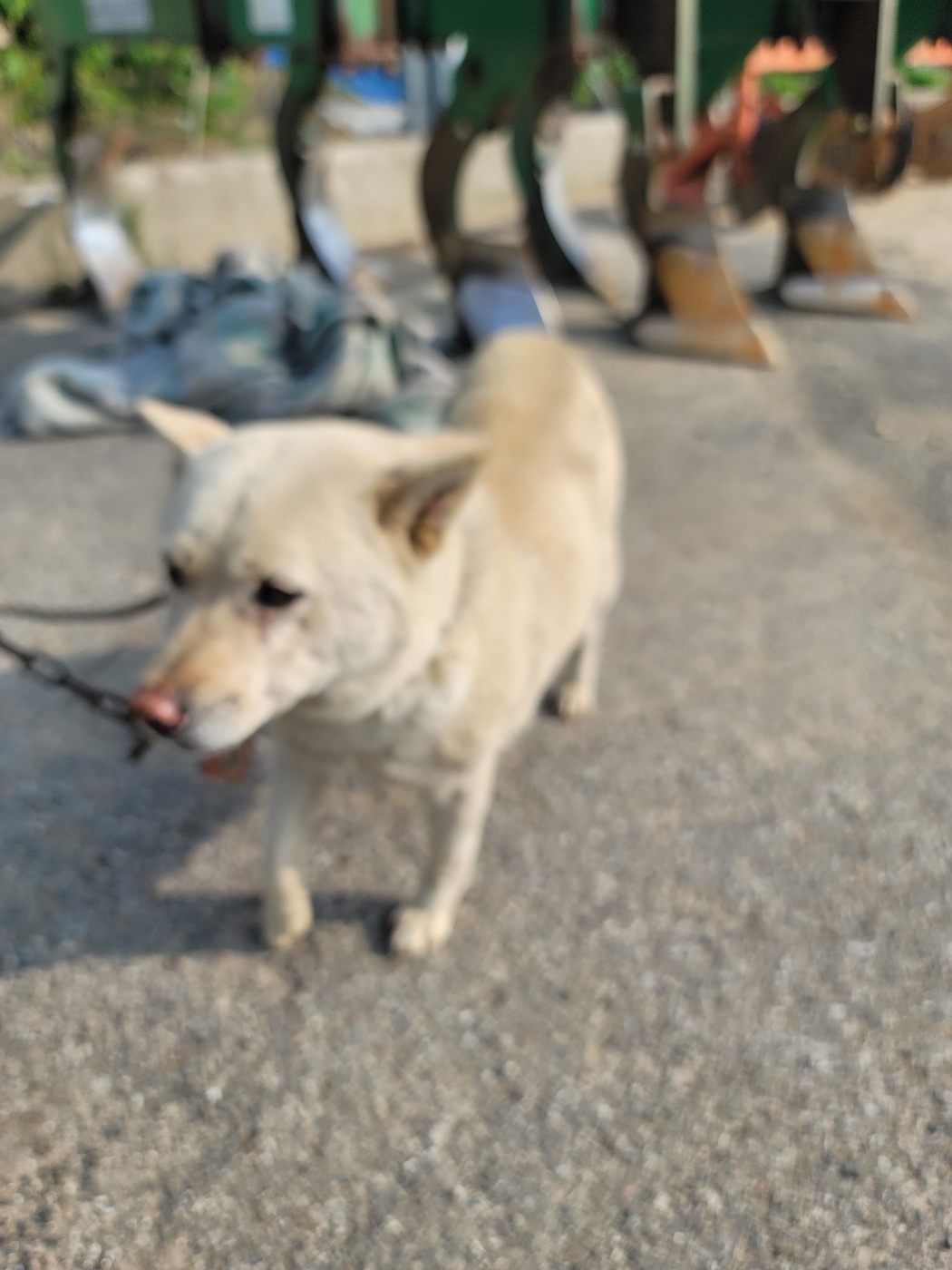 증평 가정견 훈련소_443445202500336
