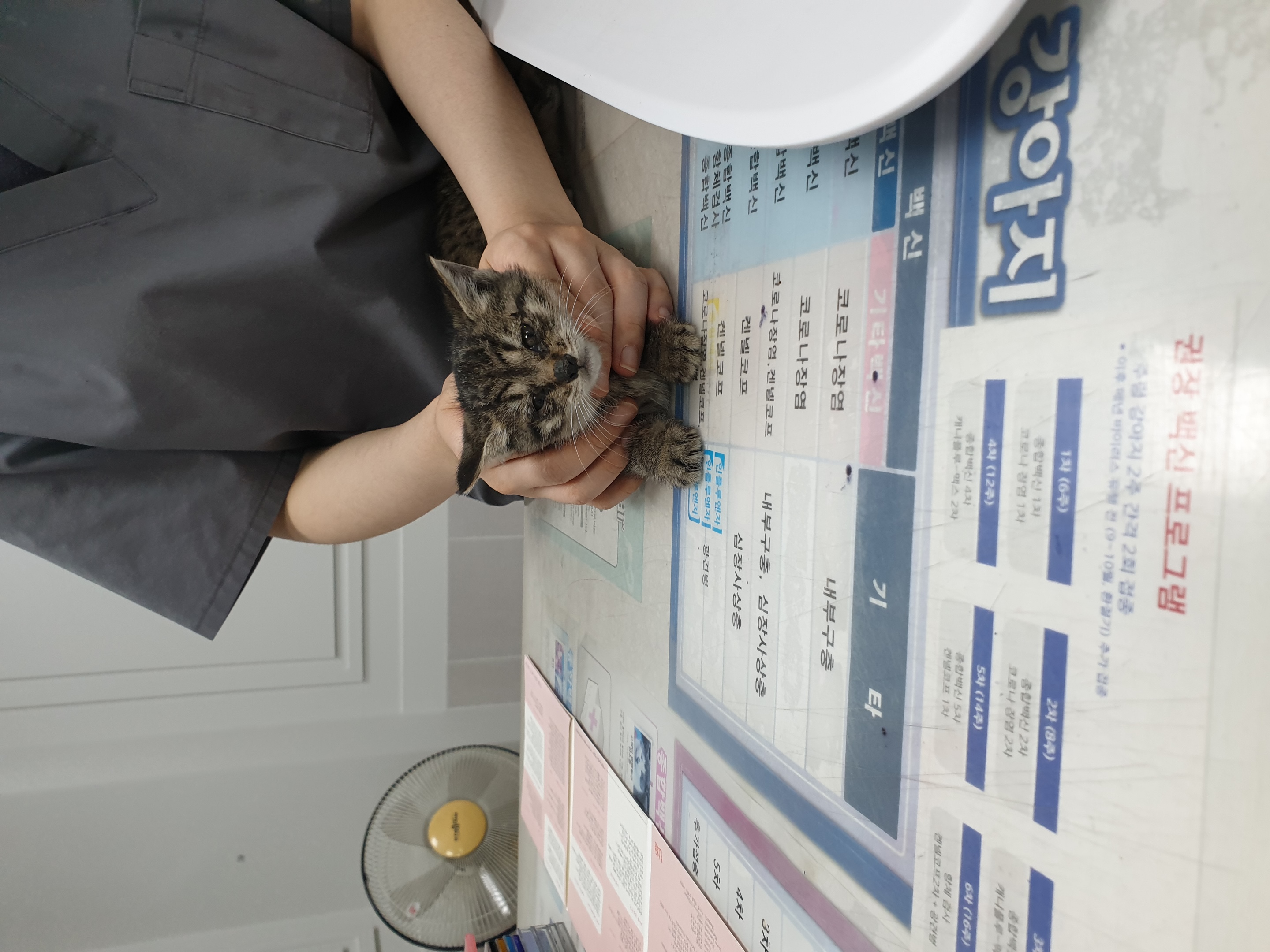 [고양이] 한국 고양이 대구-서구-2025-00249 유기동물 배경 이미지 입니다.
