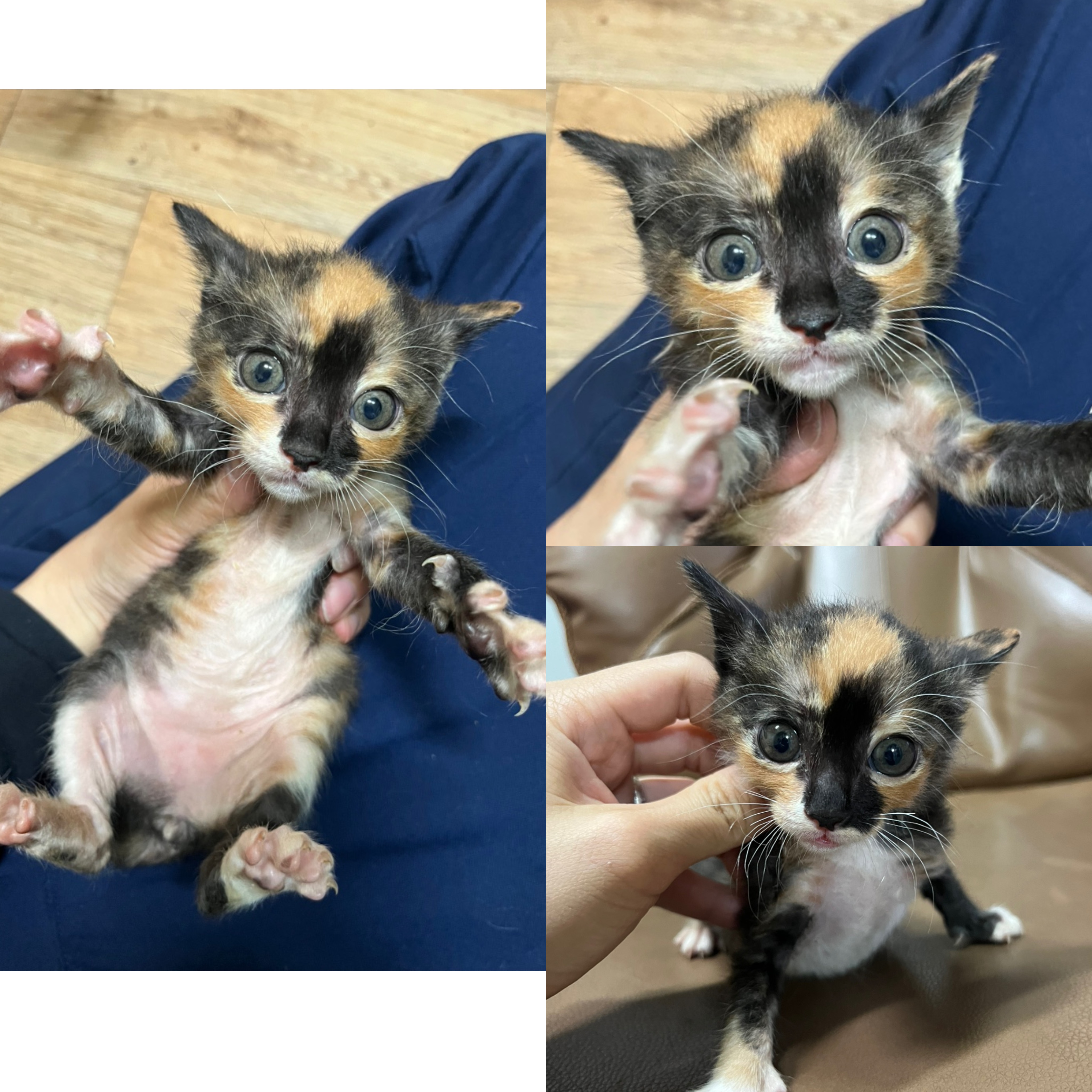 [고양이] 한국 고양이 경북-경주-2025-00490 유기동물 배경 이미지 입니다.