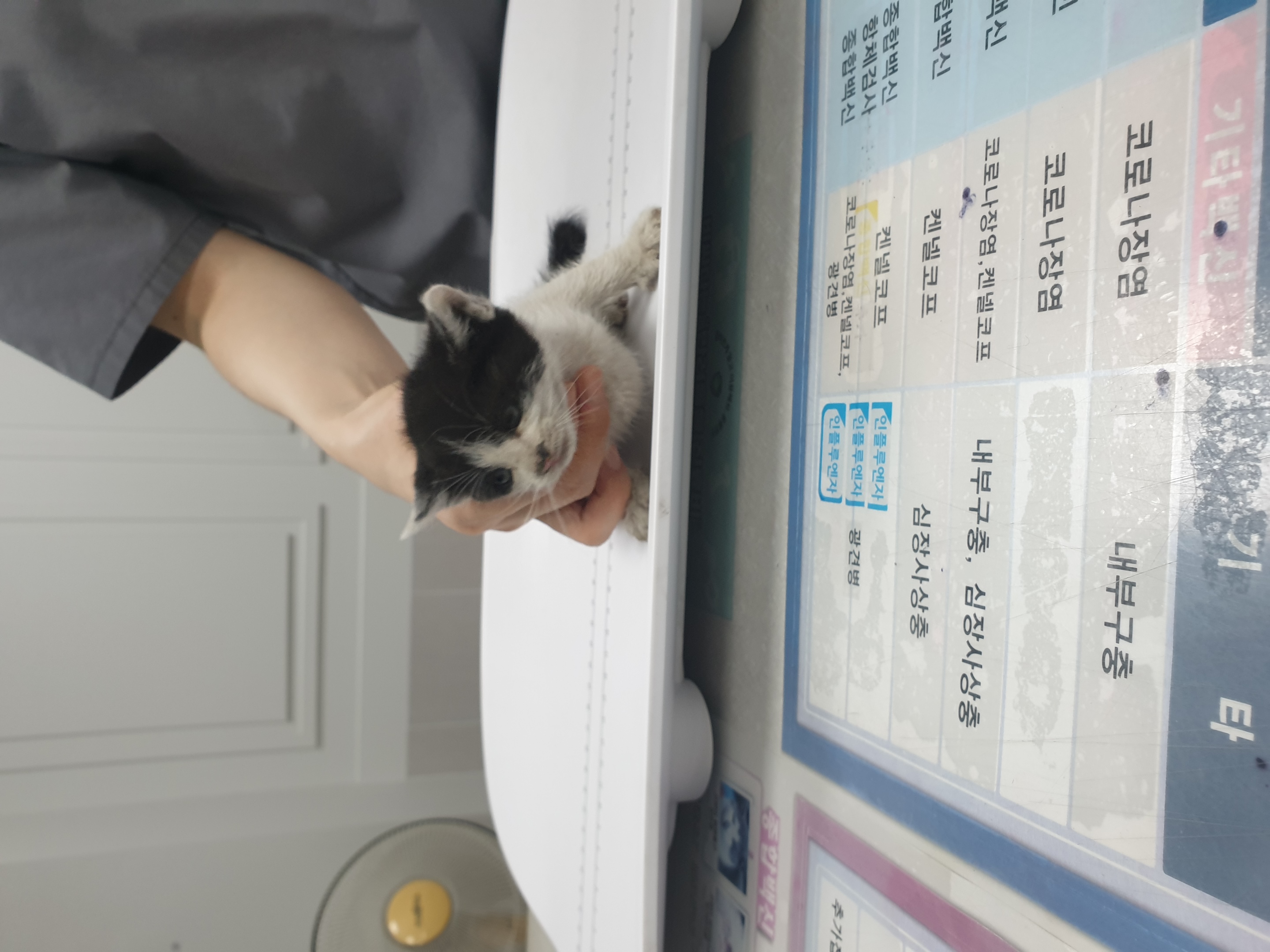[고양이] 한국 고양이 대구-서구-2025-00251 유기동물 배경 이미지 입니다.