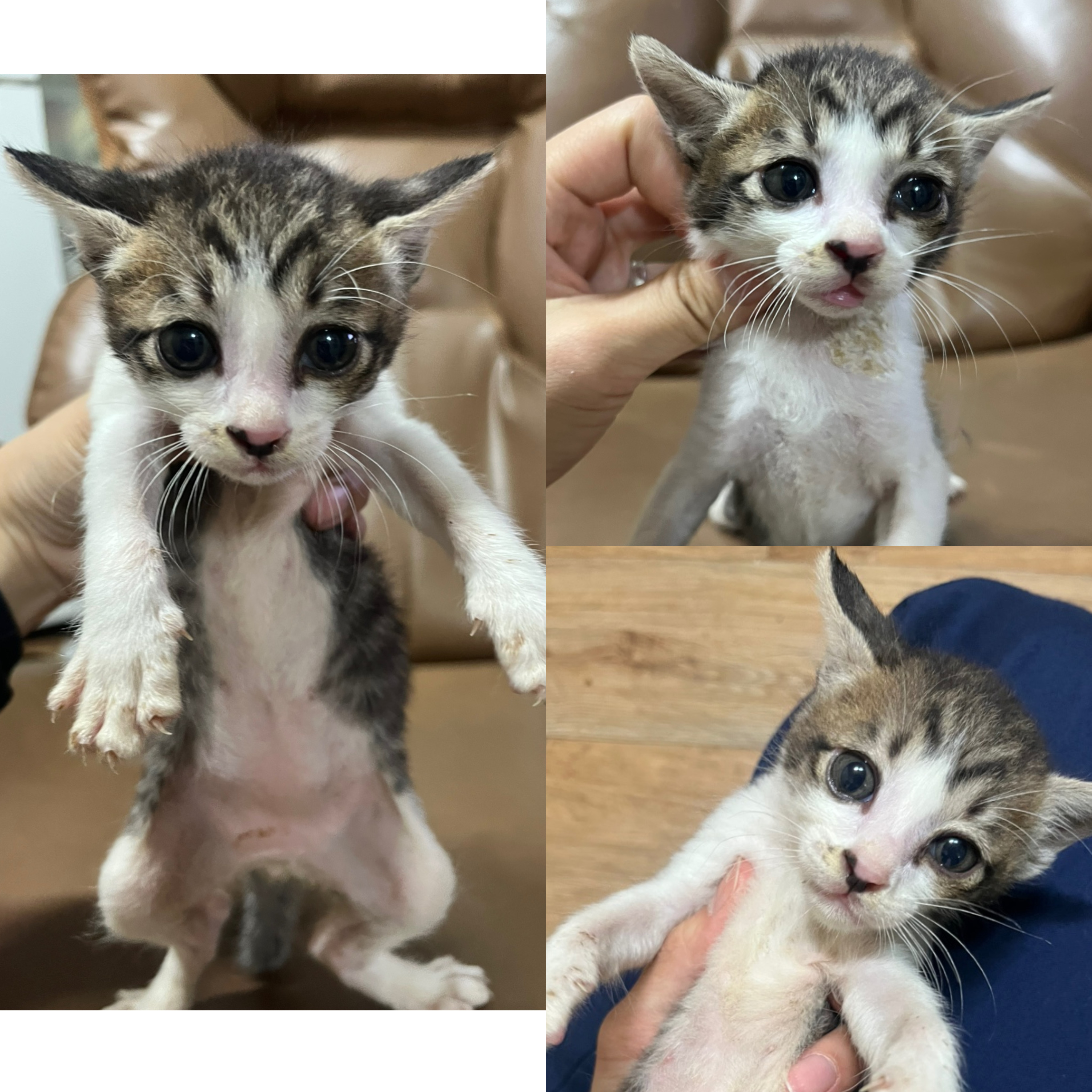 [고양이] 한국 고양이 경북-경주-2025-00489 유기동물 배경 이미지 입니다.