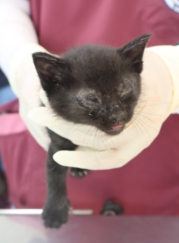 [고양이] 한국 고양이 제주-제주-2025-01273 유기동물 배경 이미지 입니다.