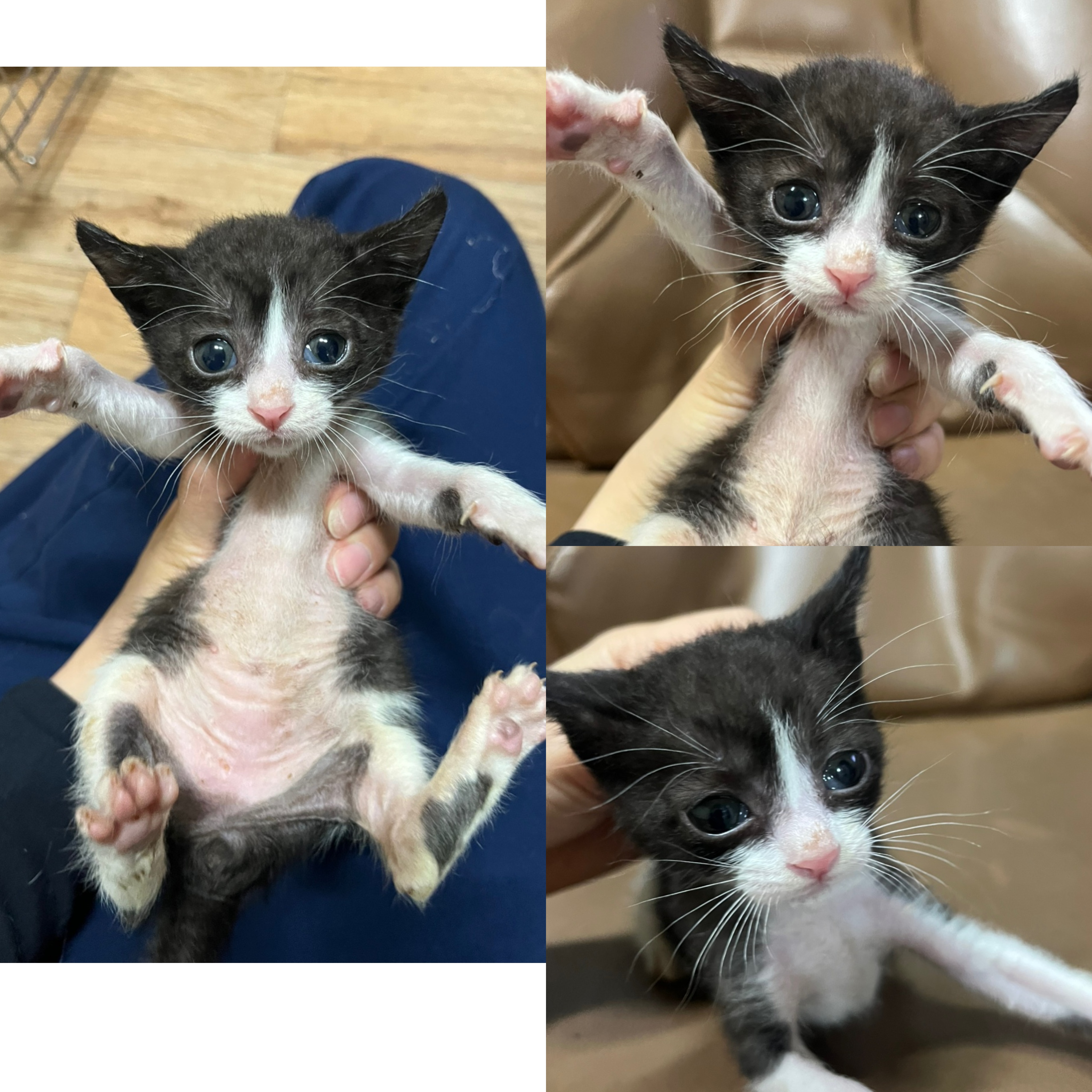 [고양이] 한국 고양이 경북-경주-2025-00487 유기동물 배경 이미지 입니다.
