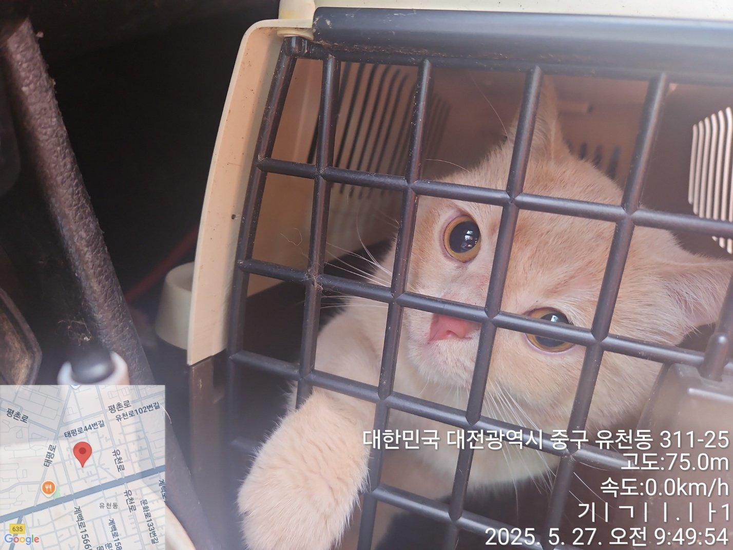 [고양이] 브리티시 쇼트헤어 대전-중구-2025-00082 유기동물 배경 이미지 입니다.