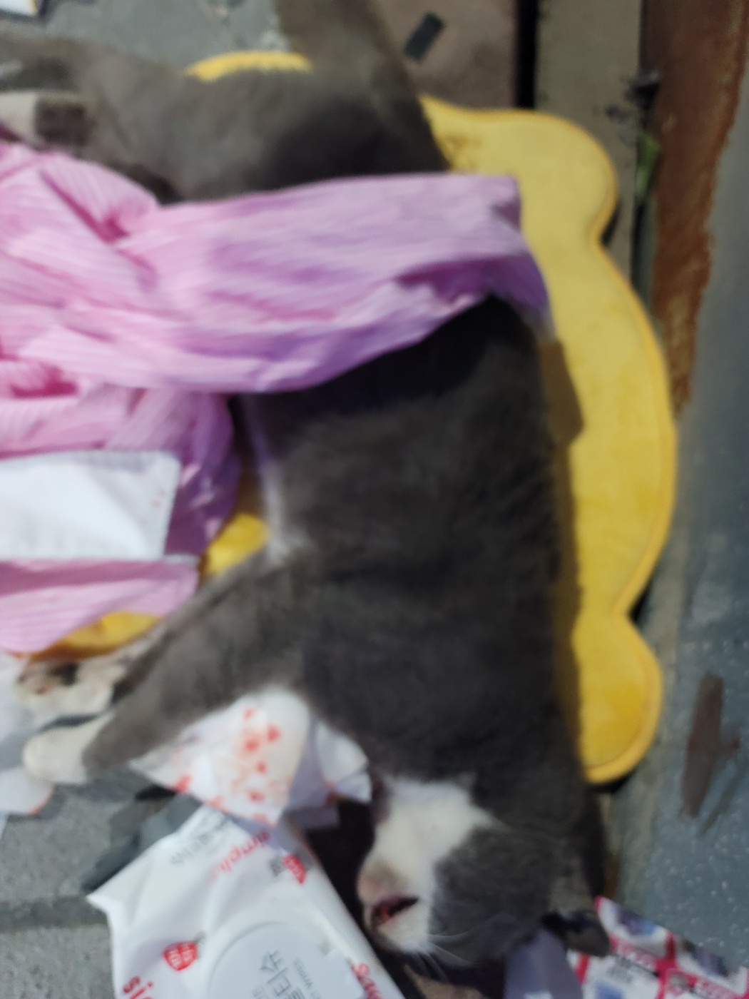 증평 가정견 훈련소_443445202500338