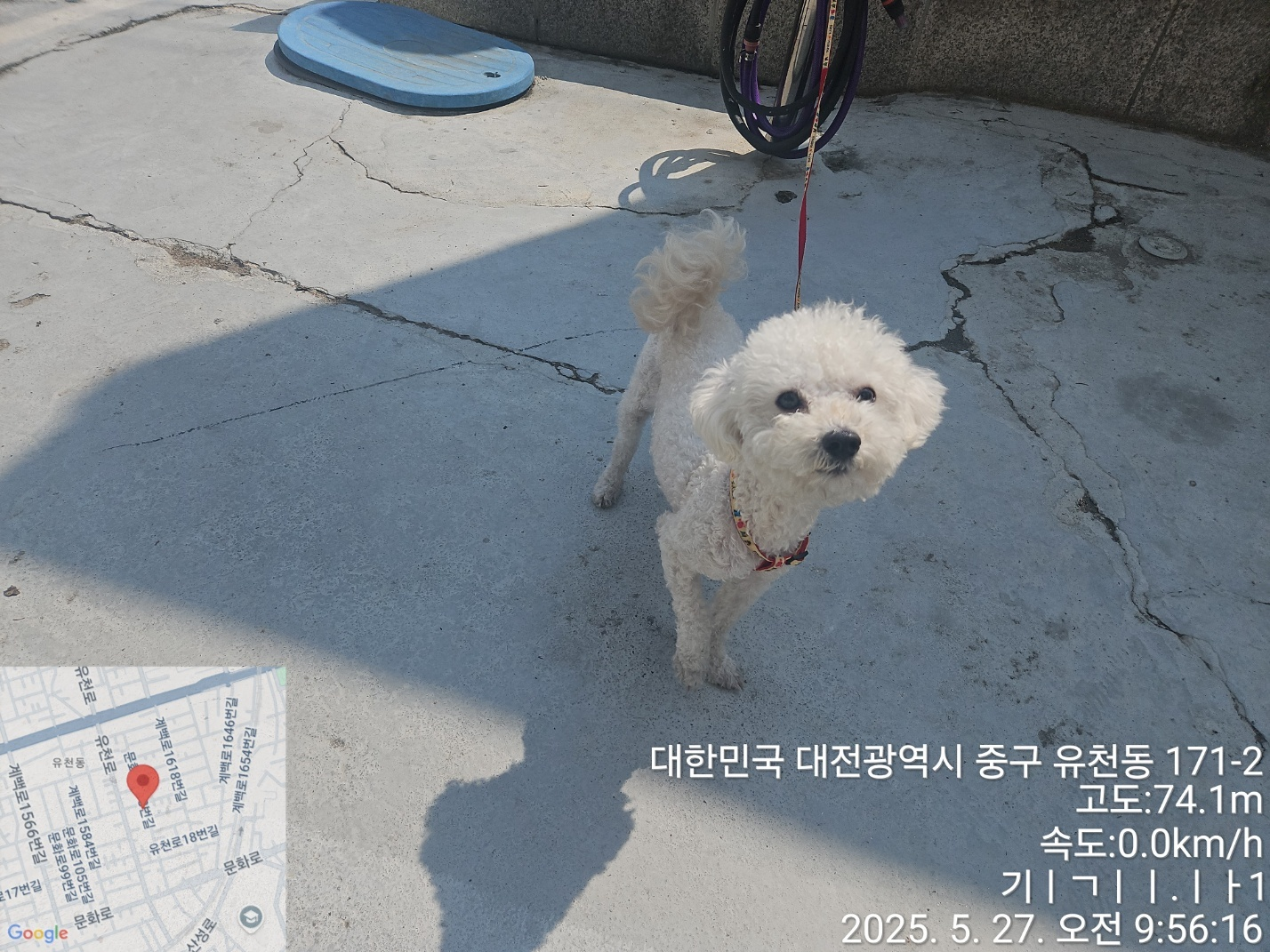 [개] 푸들 대전-중구-2025-00083 유기동물 배경 이미지 입니다.