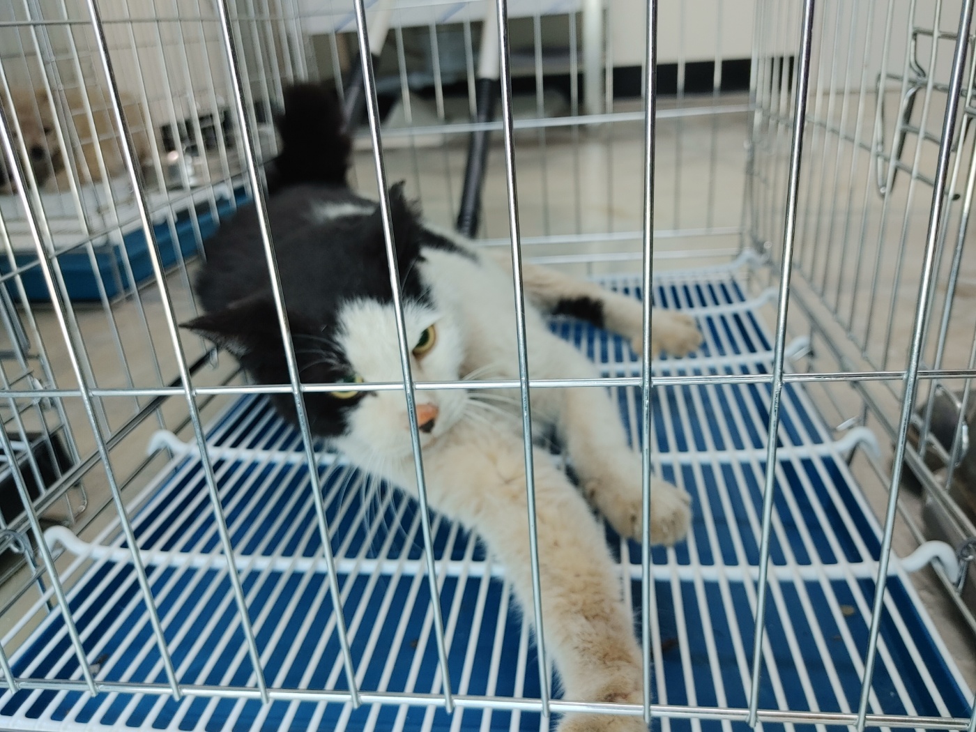 [고양이] 한국 고양이 경기-고양-2025-00372 유기동물 배경 이미지 입니다.