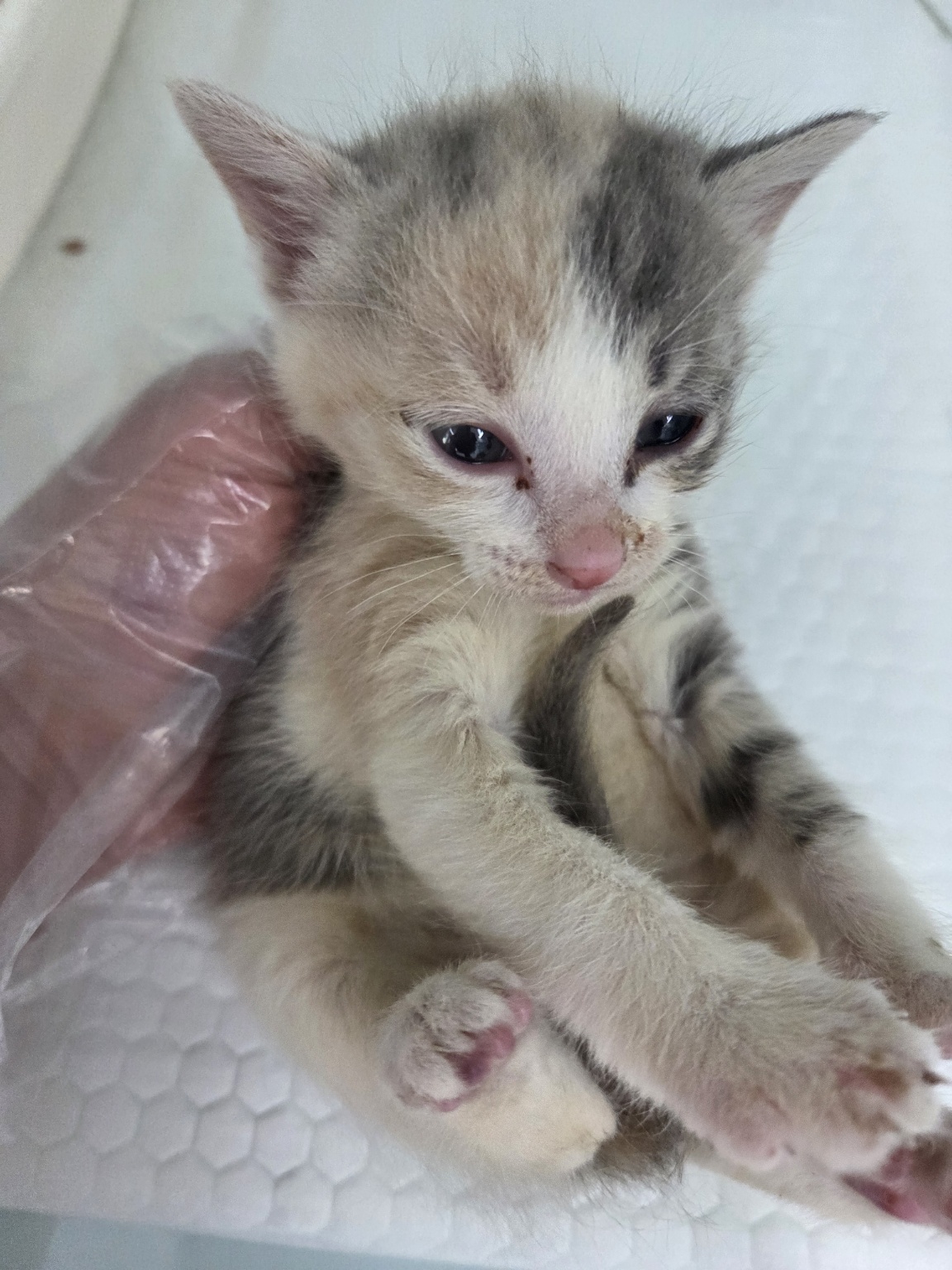[고양이] 한국 고양이 경기-화성-2025-00667 유기동물 배경 이미지 입니다.