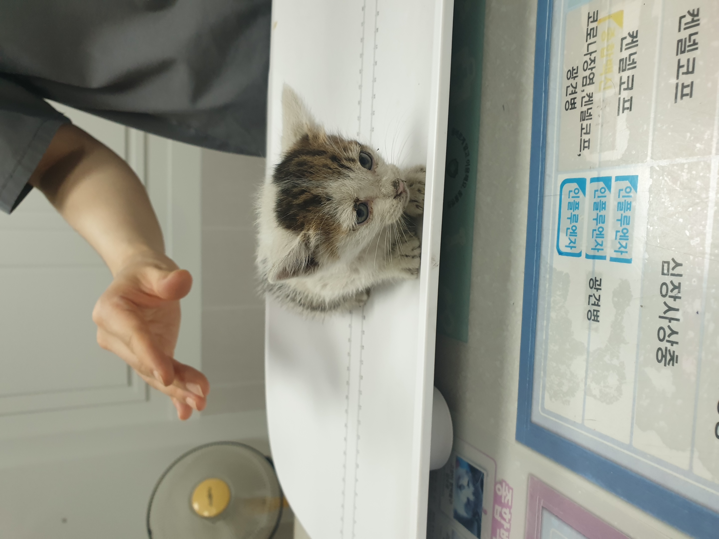 [고양이] 한국 고양이 대구-서구-2025-00252 유기동물 배경 이미지 입니다.