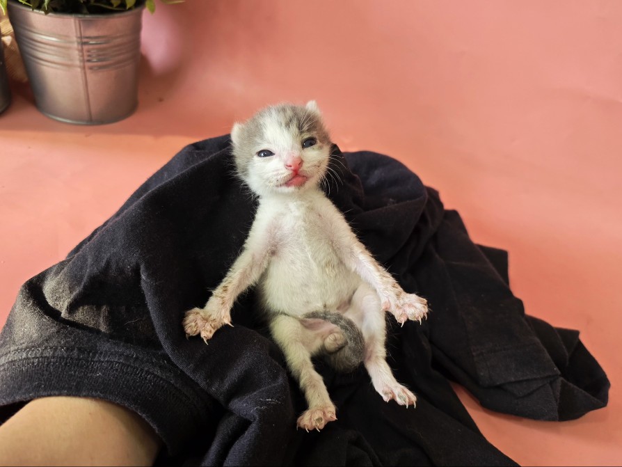 [고양이] 한국 고양이 경북-포항-2025-00414 유기동물 배경 이미지 입니다.