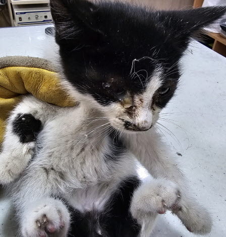 [고양이] 한국 고양이 전북-남원-2025-00204 유기동물 배경 이미지 입니다.