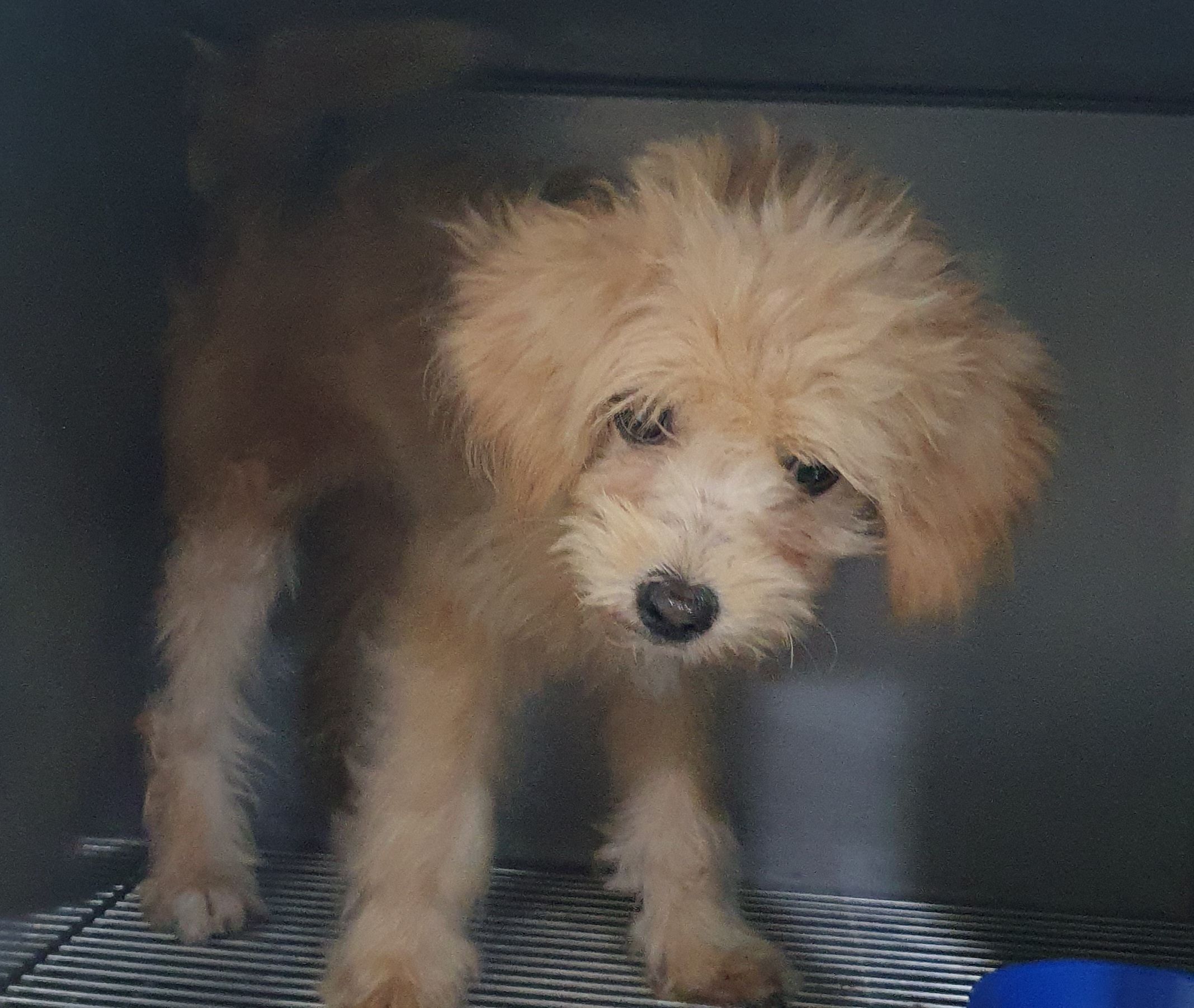 디아크 동물종합병원_411320202500245