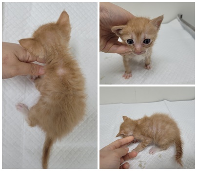 [고양이] 한국 고양이 충남-논산-2025-00369 유기동물 배경 이미지 입니다.