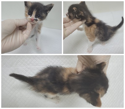 [고양이] 한국 고양이 충남-논산-2025-00373 유기동물 배경 이미지 입니다.