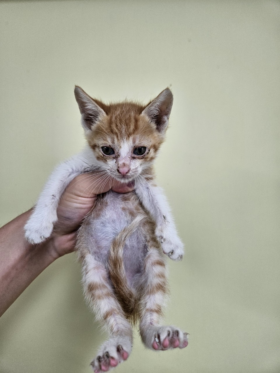 [고양이] 믹스묘 충남-아산-2025-00309 유기동물 배경 이미지 입니다.