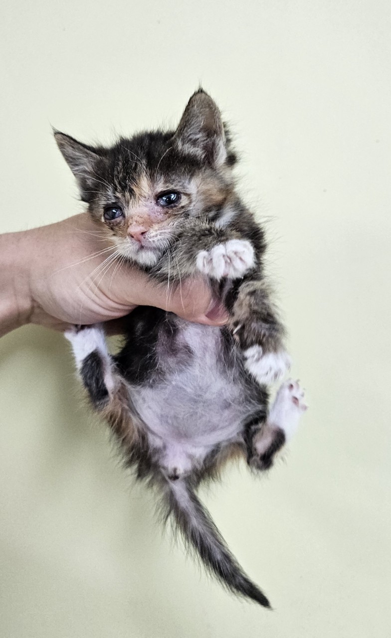 [고양이] 믹스묘 충남-아산-2025-00310 유기동물 배경 이미지 입니다.