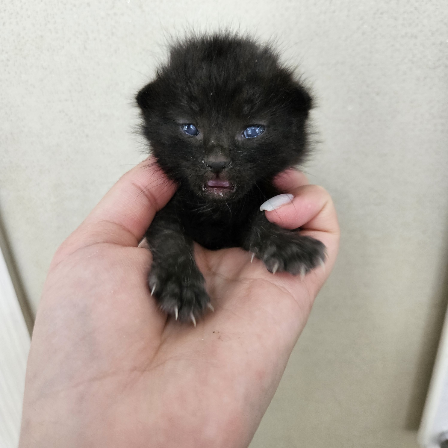 [고양이] 한국 고양이 대구-수성-2025-00245 유기동물 배경 이미지 입니다.