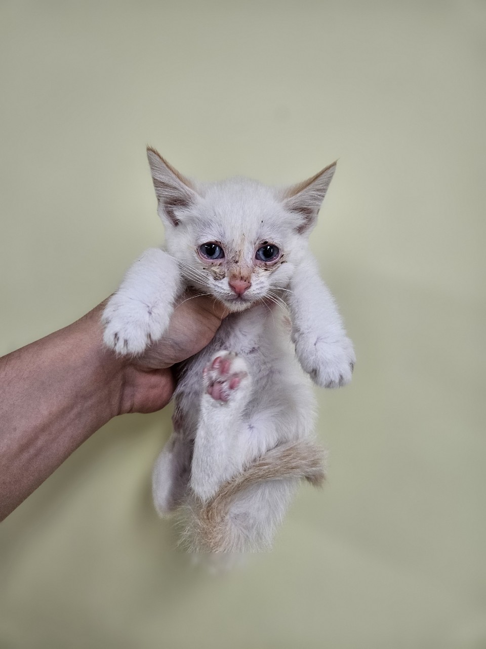 [고양이] 믹스묘 충남-아산-2025-00311 유기동물 배경 이미지 입니다.
