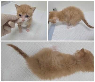 [고양이] 한국 고양이 충남-논산-2025-00368 유기동물 배경 이미지 입니다.