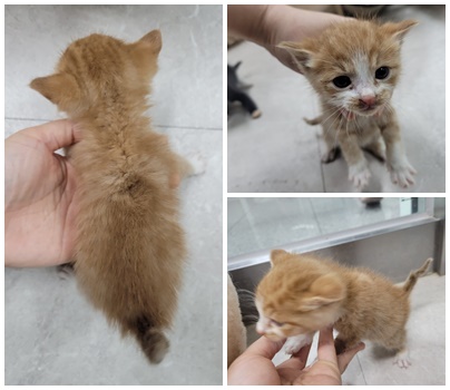 [고양이] 한국 고양이 충남-논산-2025-00370 유기동물 배경 이미지 입니다.