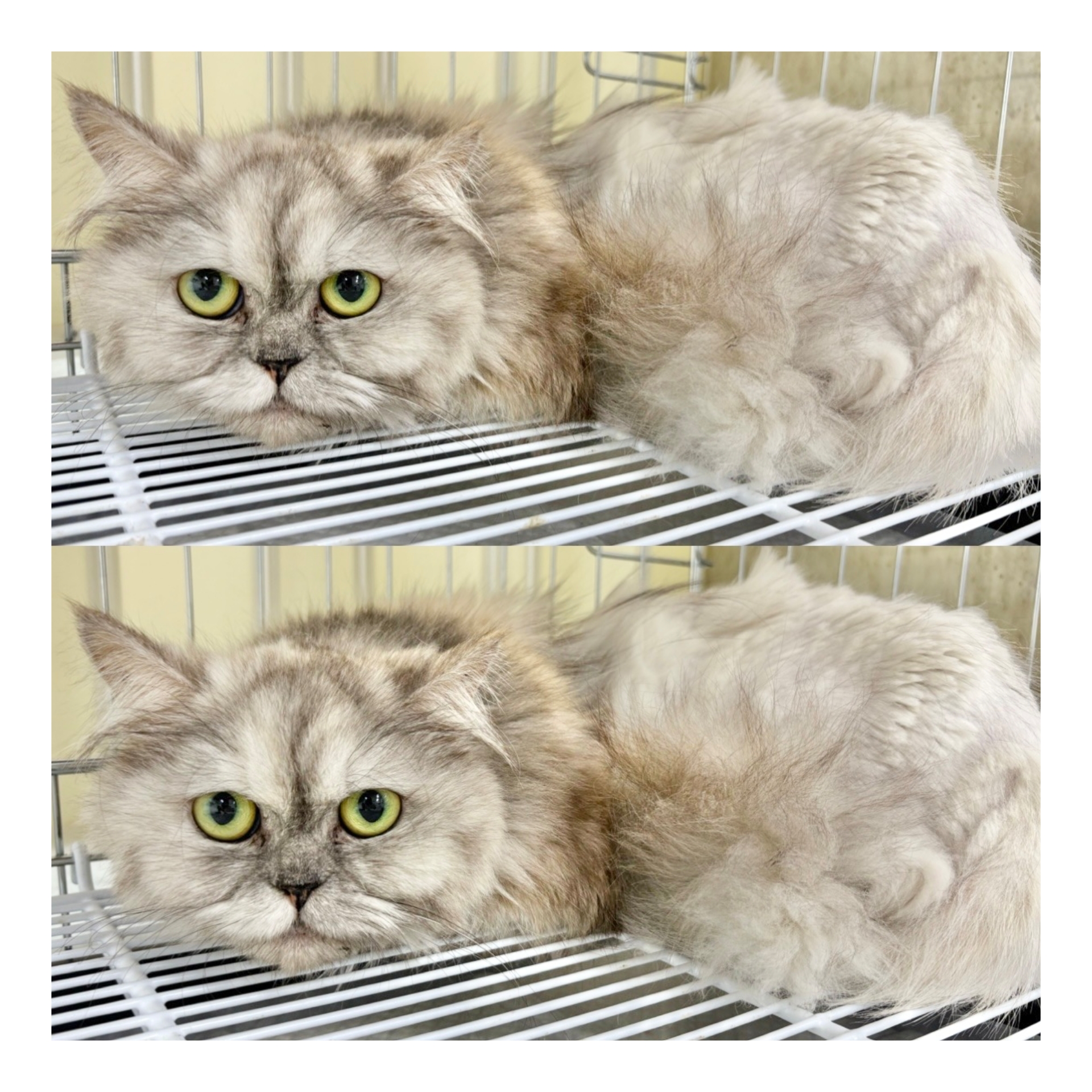 경주동물사랑보호센터_447505202500419