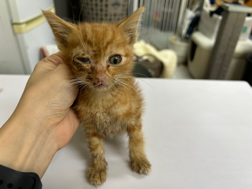 [고양이] 한국 고양이 광주-광산-2025-00201 유기동물 배경 이미지 입니다.