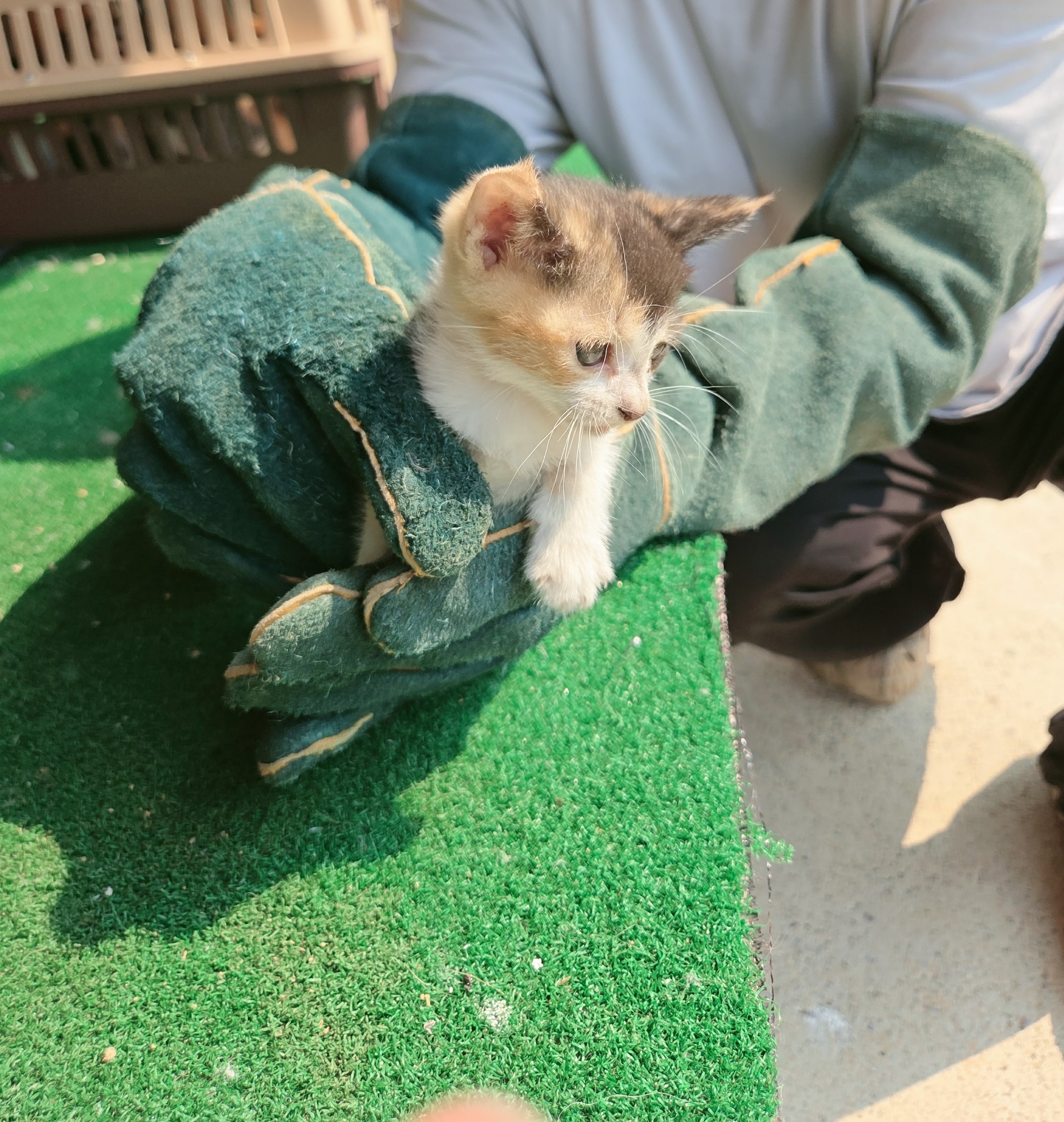 [고양이] 한국 고양이 전남-나주-2025-00625 유기동물 배경 이미지 입니다.