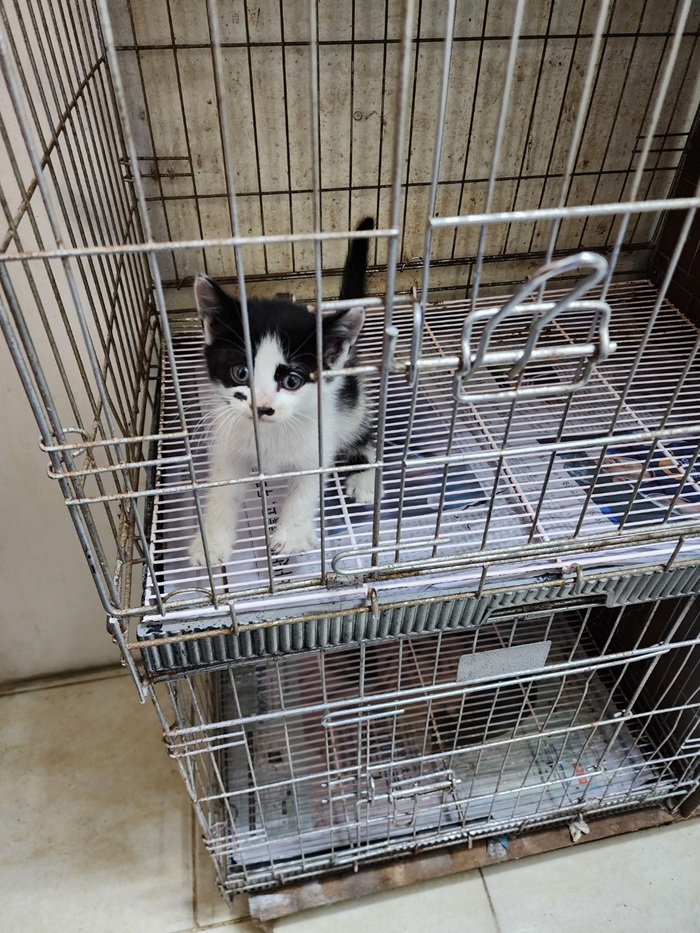 [고양이] 한국 고양이 서울-양천-2025-00047 유기동물 배경 이미지 입니다.