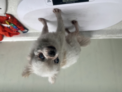(사)동부동물보호협회_426330202500079