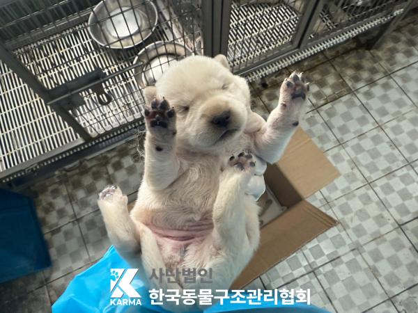 [개] 믹스견 경기-파주-2025-00399 유기동물 배경 이미지 입니다.