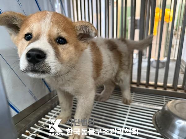 [개] 믹스견 서울-은평-2025-00097 유기동물 배경 이미지 입니다.