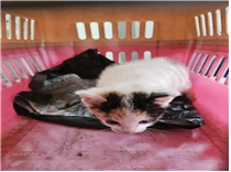 [고양이] 한국 고양이 경남-김해-2025-00393 유기동물 배경 이미지 입니다.