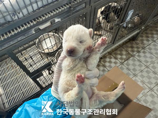 [개] 믹스견 경기-파주-2025-00400 유기동물 배경 이미지 입니다.