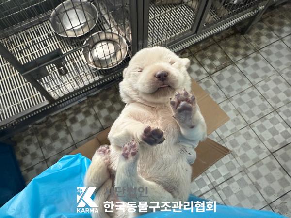 [개] 믹스견 경기-파주-2025-00398 유기동물 배경 이미지 입니다.