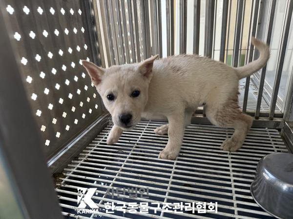 [개] 믹스견 서울-은평-2025-00095 유기동물 배경 이미지 입니다.
