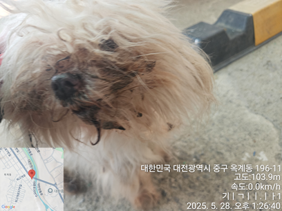 [개] 말티즈 대전-중구-2025-00084 유기동물 배경 이미지 입니다.