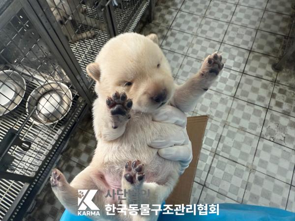 [개] 믹스견 경기-파주-2025-00397 유기동물 배경 이미지 입니다.