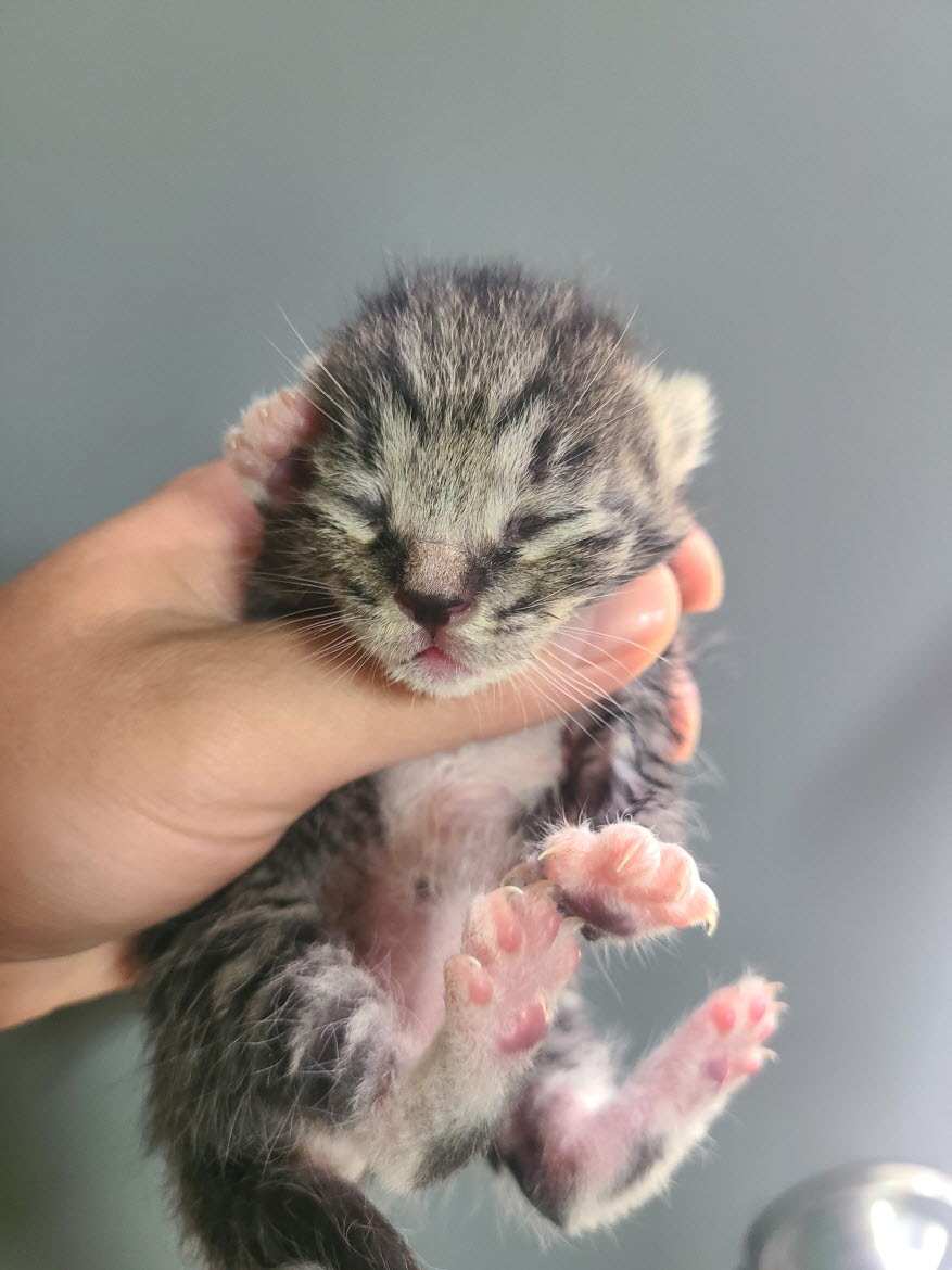 [고양이] 한국 고양이 강원-속초-2025-00080 유기동물 배경 이미지 입니다.