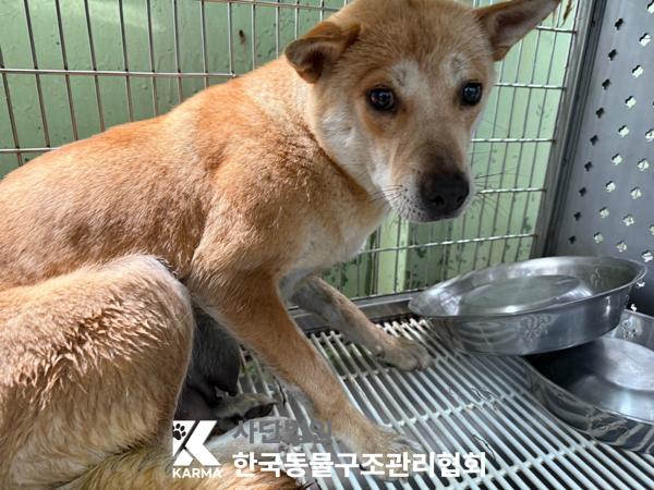 [개] 믹스견 서울-은평-2025-00094 유기동물 배경 이미지 입니다.