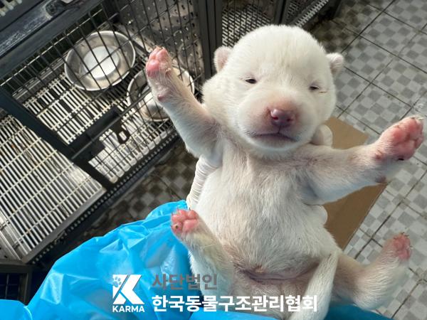 [개] 믹스견 경기-파주-2025-00401 유기동물 배경 이미지 입니다.