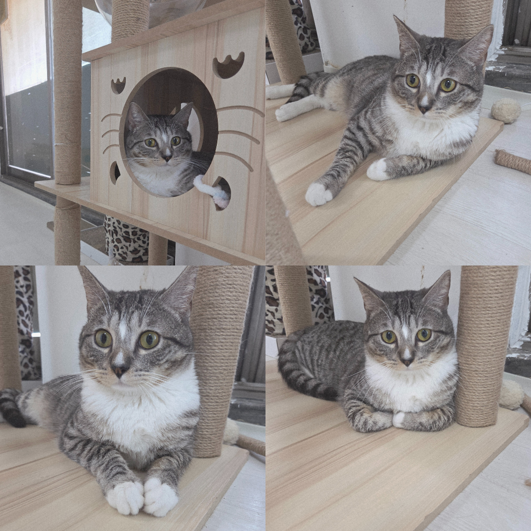 반려동물 입양센터_447508202500738