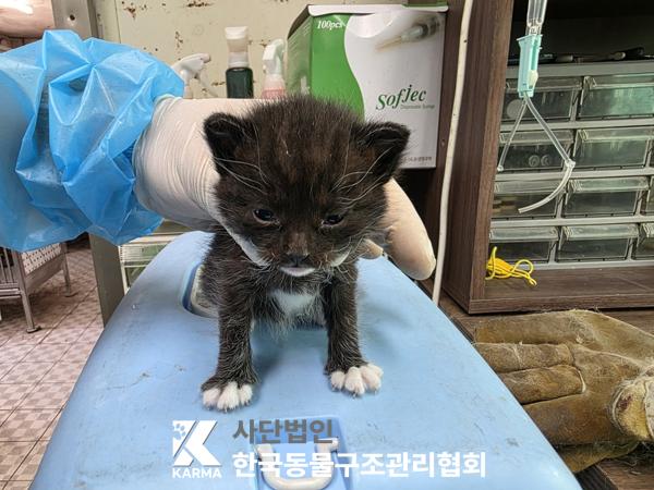 [고양이] 한국 고양이 경기-의정부-2025-00125 유기동물 배경 이미지 입니다.