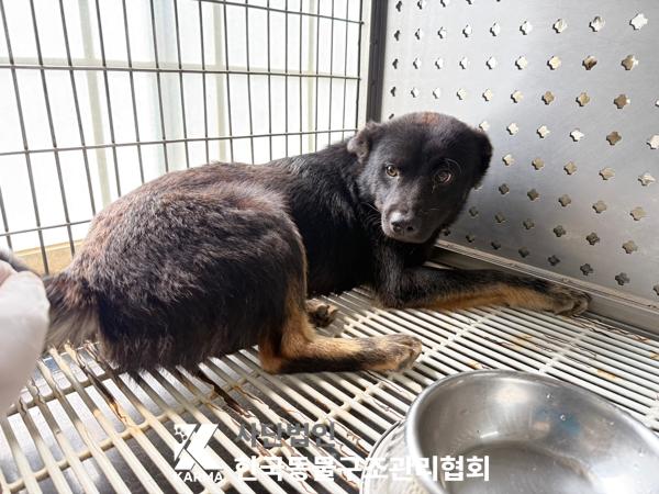 [개] 믹스견 경기-파주-2025-00413 유기동물 배경 이미지 입니다.