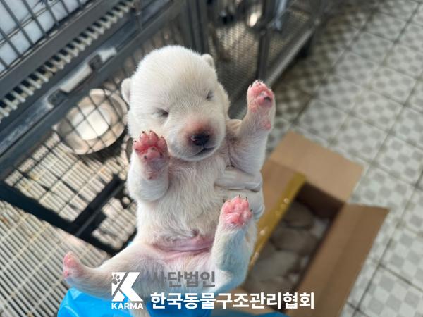 [개] 믹스견 경기-파주-2025-00403 유기동물 배경 이미지 입니다.
