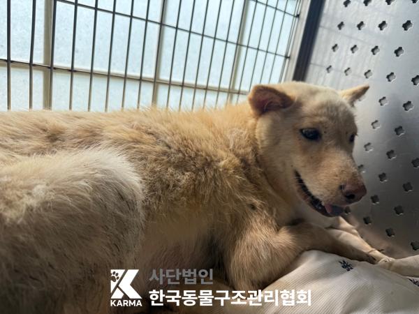 [개] 믹스견 경기-파주-2025-00404 유기동물 배경 이미지 입니다.