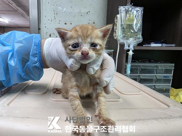 [고양이] 한국 고양이 경기-파주-2025-00409 유기동물 배경 이미지 입니다.